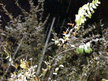 Close-up of white flowering plant