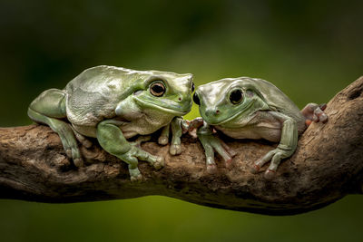 Close-up of frog on plant