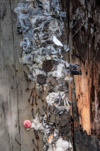 Close-up of flower tree trunk in winter