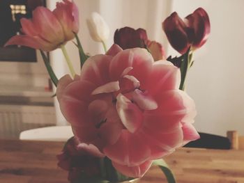 Close-up of pink rose