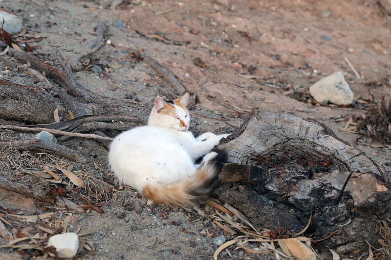 HIGH ANGLE VIEW OF A CAT ON GROUND