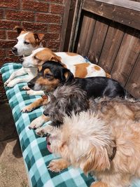 High angle view of dogs resting