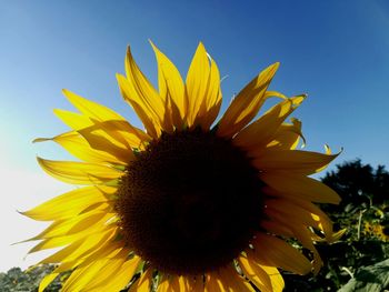 Close-up of sunflower