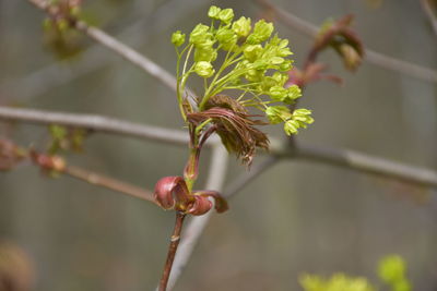 Close-up of flower buds growing outdoors