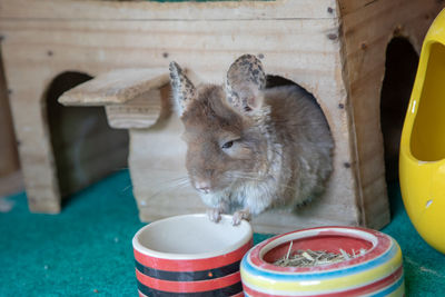 Close-up of an animal in a container