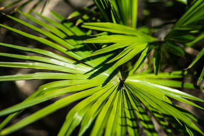 Close-up of green leaves