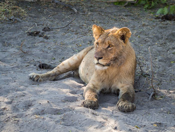 Lion lying on ground at chobe national park, botswana
