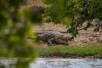 View of crocodile on riverbank