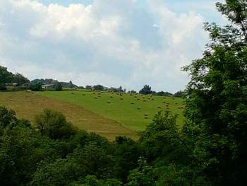 Scenic view of agricultural field against sky