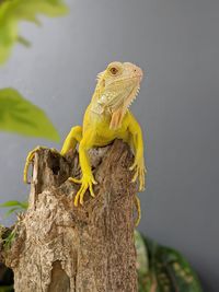 Close-up of lizard on tree trunk