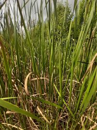 Close-up of crops growing on field