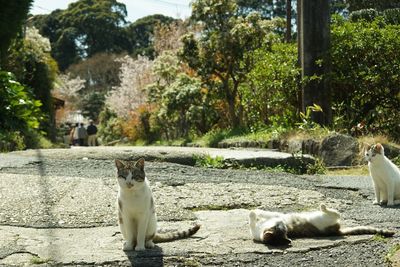 Cats in park