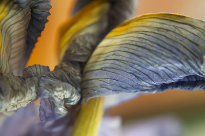 Close-up of dried leaves