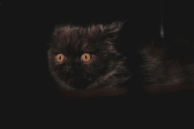 Close-up portrait of a black cat