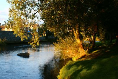 Scenic view of trees by river