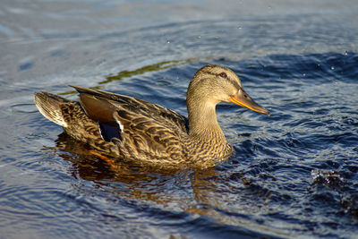 Close-up of duck swimming in lake