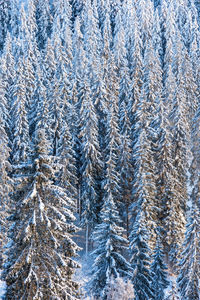 Full frame shot of pine tree during winter