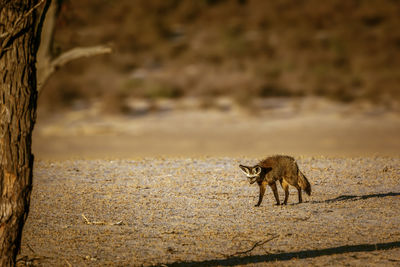 Bat-eared fox