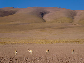 Four guanacos / llamas in desert landscape