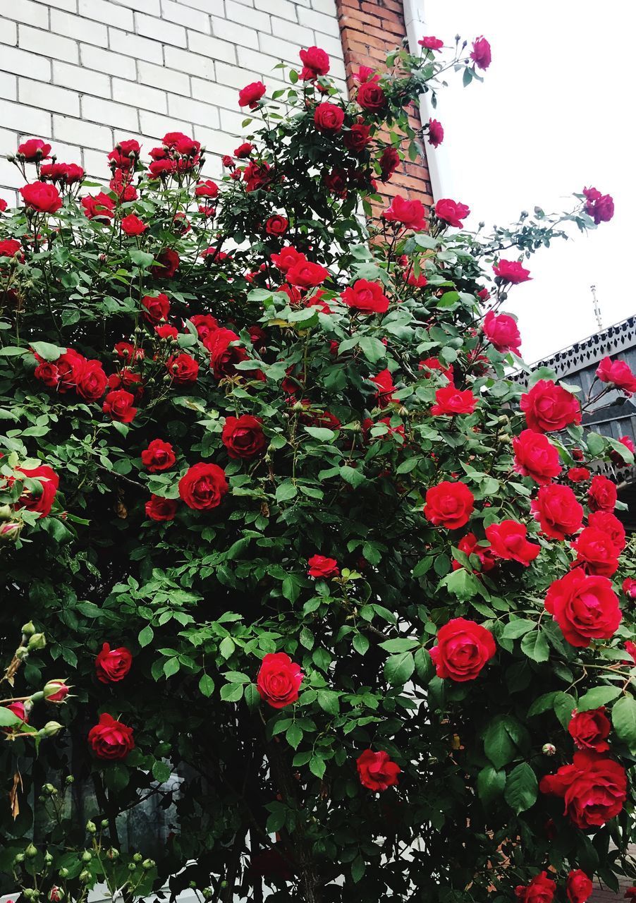 LOW ANGLE VIEW OF FLOWERING PLANT