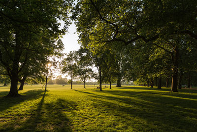 Trees in park