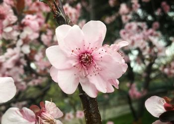 Close-up of fresh pink flower blooming in park