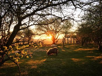 Horse grazing on field against trees during sunset