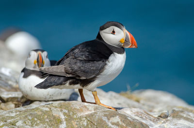 Atlantic puffin fratercula arctica on skomer island