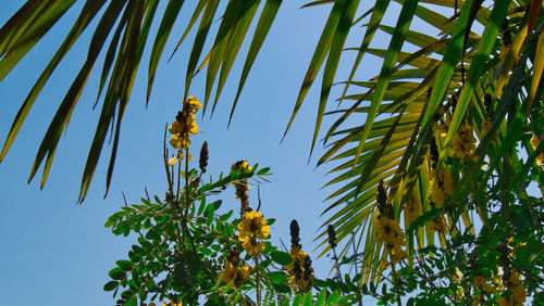 Low angle view of palm tree against sky