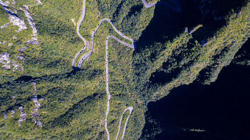 High angle view of plants growing on land