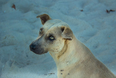 High angle view of dog looking away