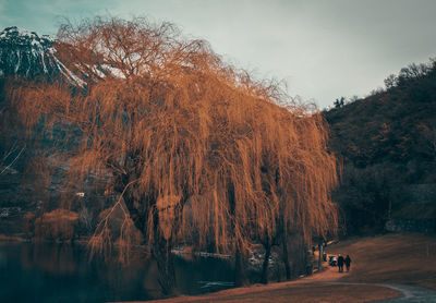 Panoramic view of trees on landscape against sky