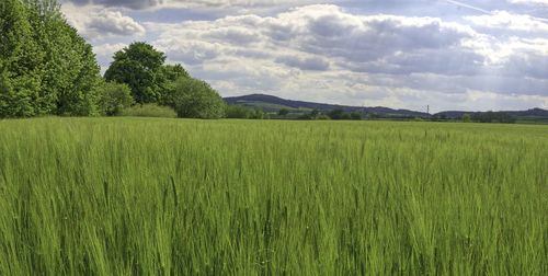 Scenic view of agricultural field against sky