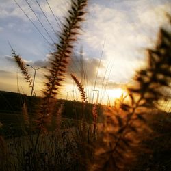 Close-up of plants growing on field against sky