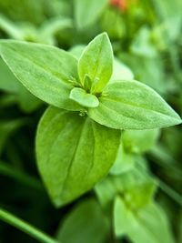 Close-up of plant