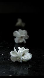 Close-up of white flowers blooming outdoors