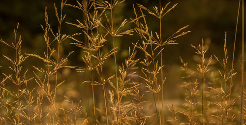 Close-up of stalks against blurred background