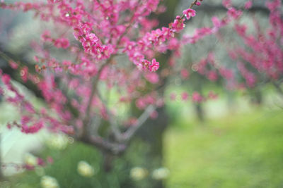 Close-up of pink flowering plant in park