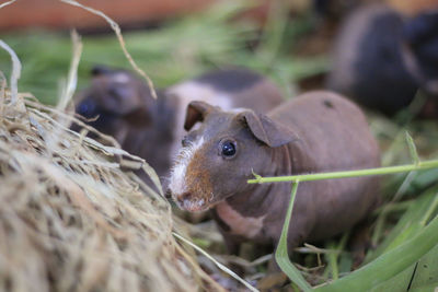 Eyes of hairless guinea.