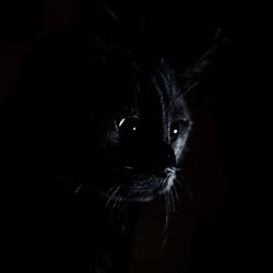 Close-up portrait of black cat