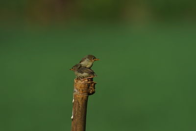 Close-up of bird perching on wood