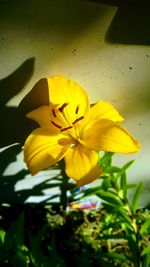 Close-up of yellow flower blooming outdoors