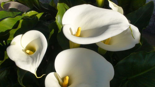 Close-up of white flowers blooming outdoors