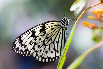 Close-up of butterfly perching on leaf