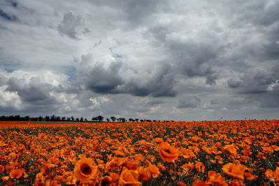 Scenic view of field against cloudy sky