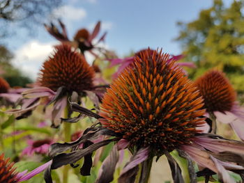 Close-up of thistle blooming outdoors