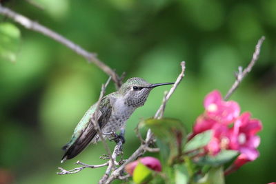 Close-up of hummingbird perching on plant