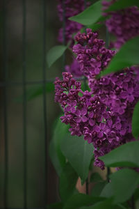 Close-up of purple flowering plant