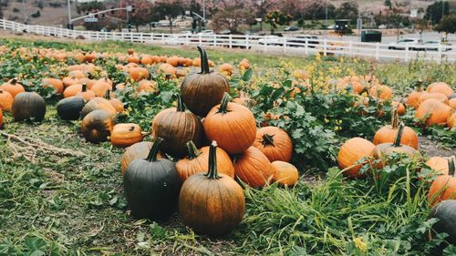 Pumpkins on agricultural field