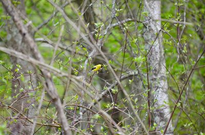 Bird perching on tree